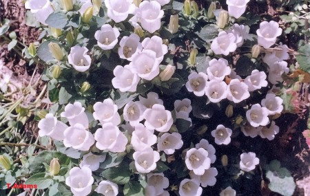Campanula incurva